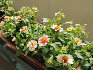 お花通信